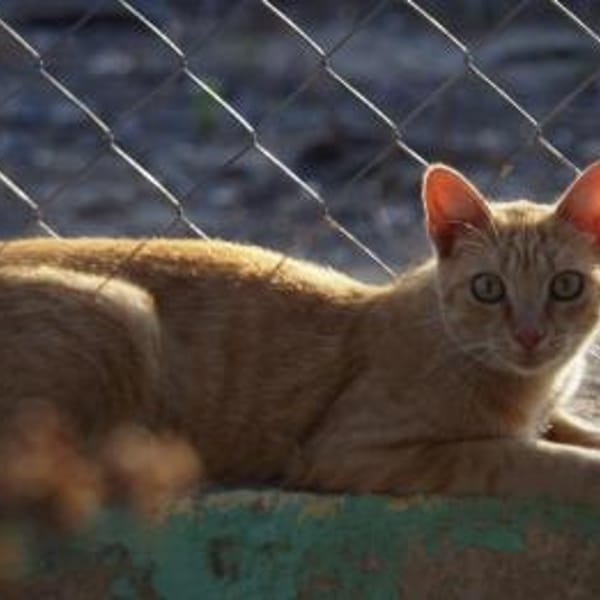 Hübscher Kater América — Europäisch Kurzhaar