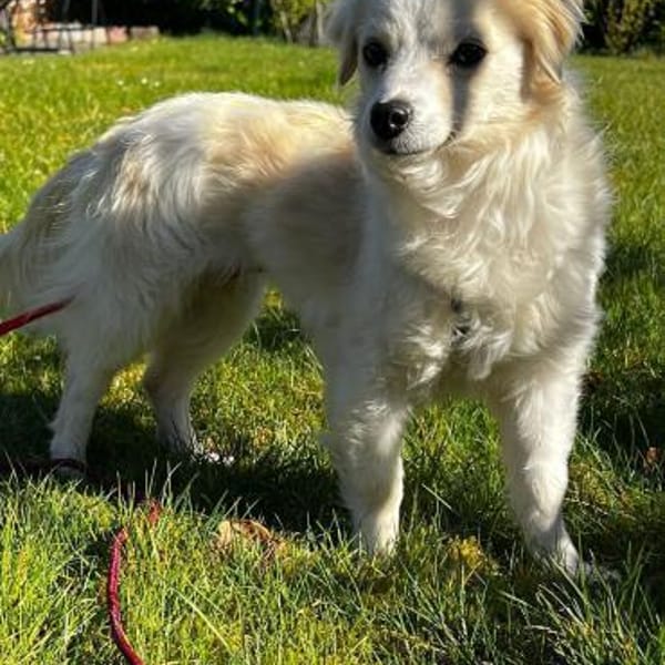 Schüchterne kleine Allie sucht Familie — Mischling