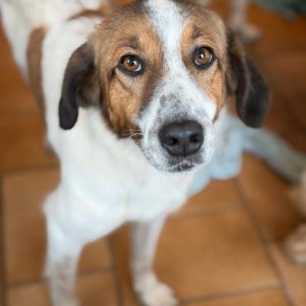 SONORA - hübsche junge Hündin — Mischling