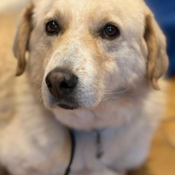 JOHNSON - möchte endlich eine Familie — Mischling