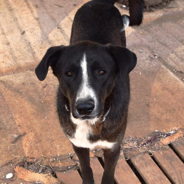 Meks - toller, lieber Kerl — Boxer