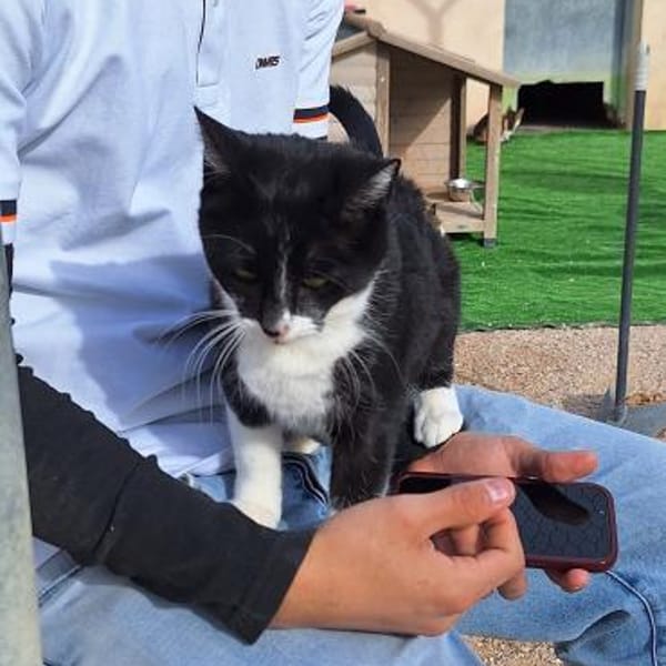 Wunderschöne Katze Ratona — Ekh