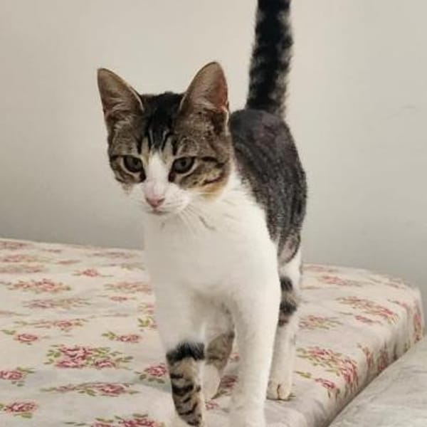 Liebe, soziale Katze Chocolatina — Europäisch Kurzhaar