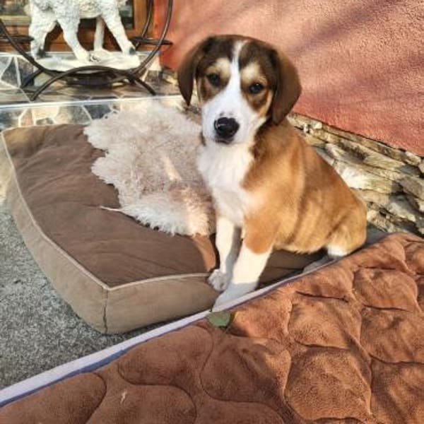 Ellie einfach nur lieb und freundlich — Mischling