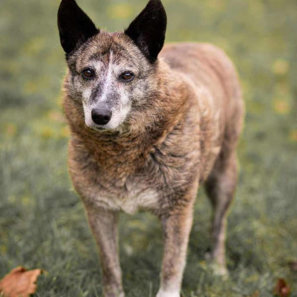 Lucy liebe alte Hündin 🍀 — Mischling