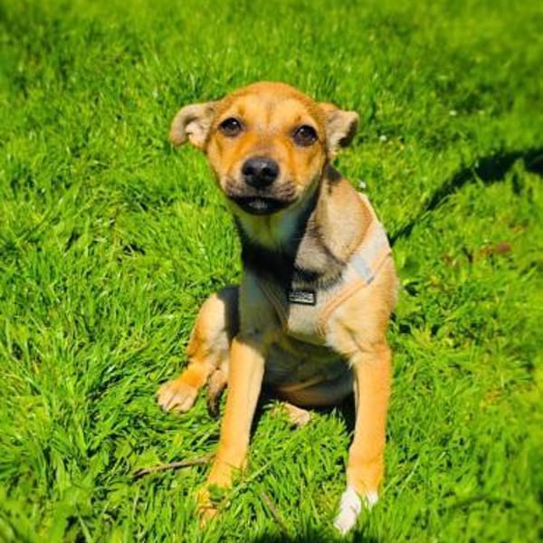 Raya ein kleines Welpenkind — Pinschermix