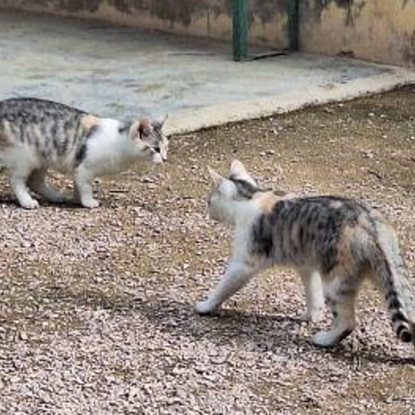 Süße Katzenschwestern Alaska und Nevada — Ekh