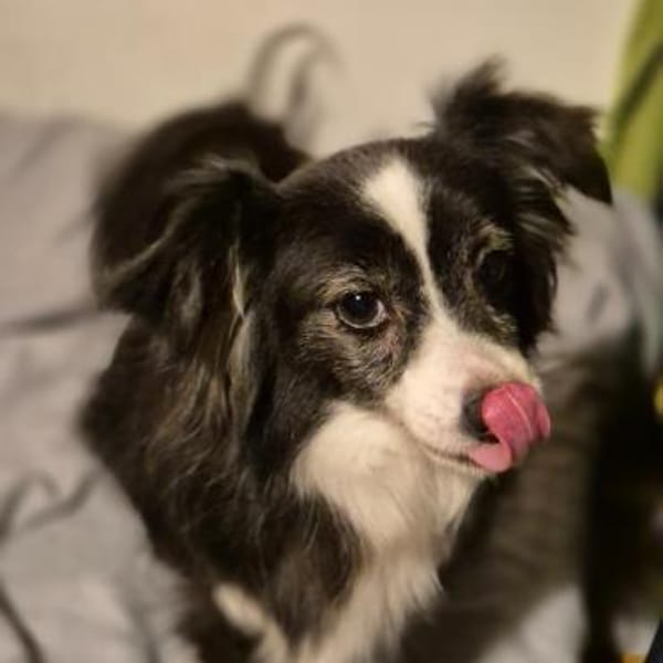 LINAH - zarte süße Hündin sucht Heim — Kokoni-