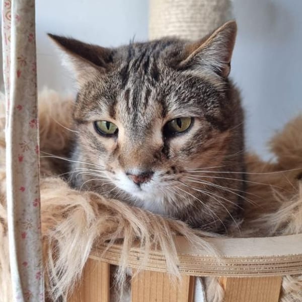 Wunderschöne Katze Petra — Ekh