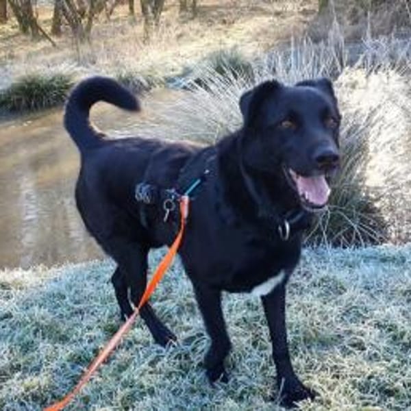 Monty, Lakritznase sucht ♥ — Mischling