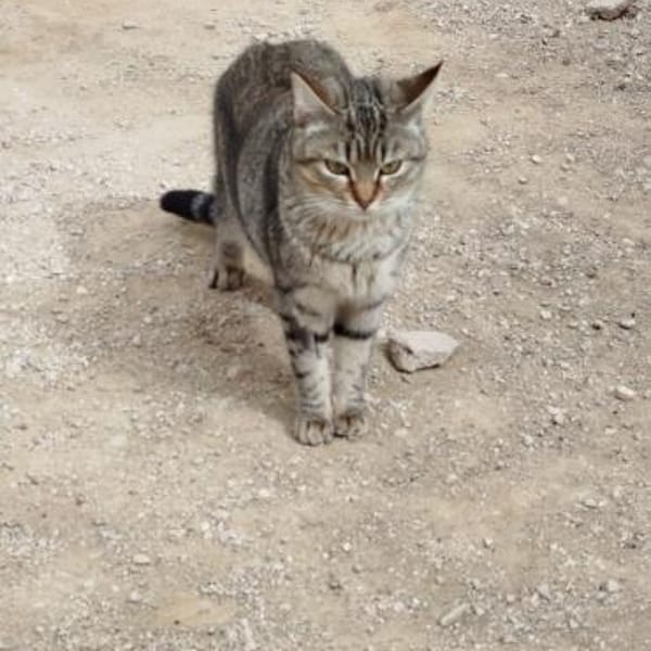 Sanfte, junge Katze Jasmine — Europäisch Kurzhaar