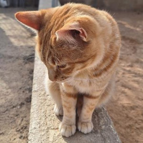 Liebevoller Kater Garfield — Ekh