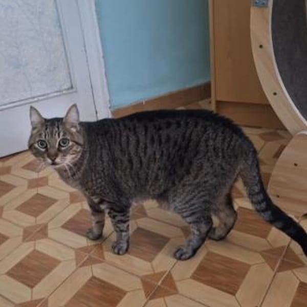 Lieber ruhiger Kater Gandalf — Ekh