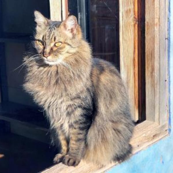 Hübsche, schüchterne Katze Kicha — Mit Halblangem Fell