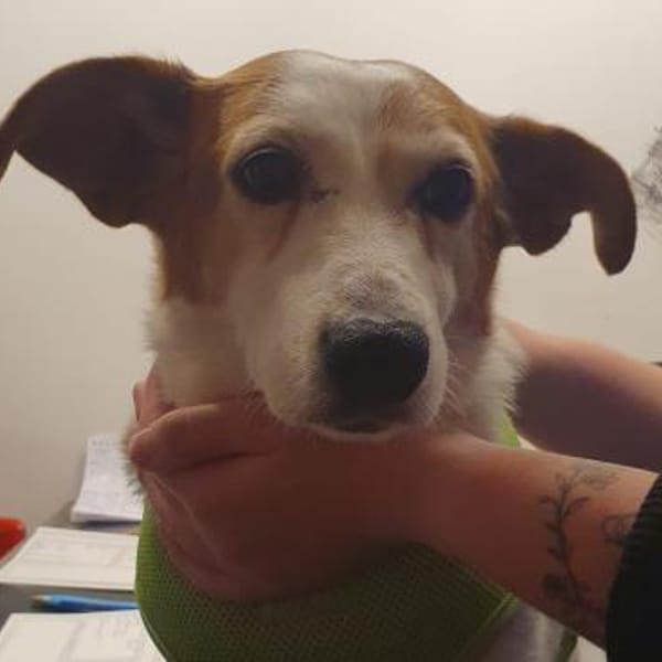 Ruhige kleine Hundedame Latka — Jack Russell Terrier