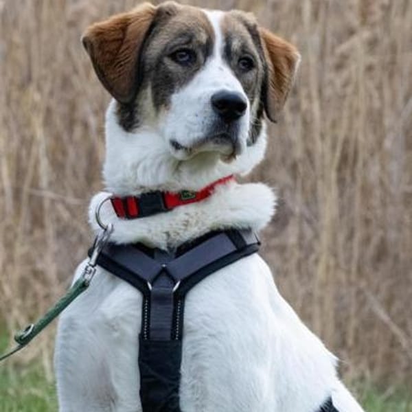 Sugar - wartet in Sachsen-Anhalt — - Mix