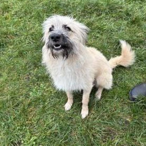 Sammy - Wuschel sucht geduldige Menschen — Rumänische Straßenhund Mit Hsh Anteile