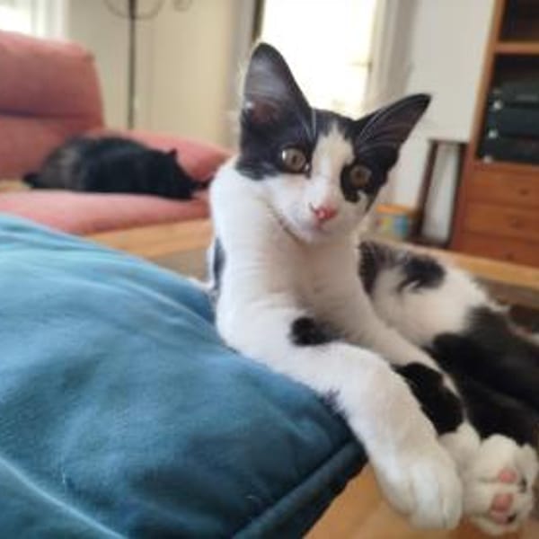 Junges Katerduo Elis und Piruleta — Ekh