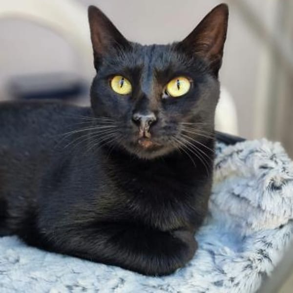 Hübsche, verträgliche Katze Daisy — Ekh