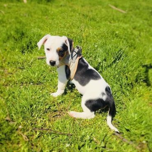 Wendy sucht ein Zuhause — Jack Russel Mix