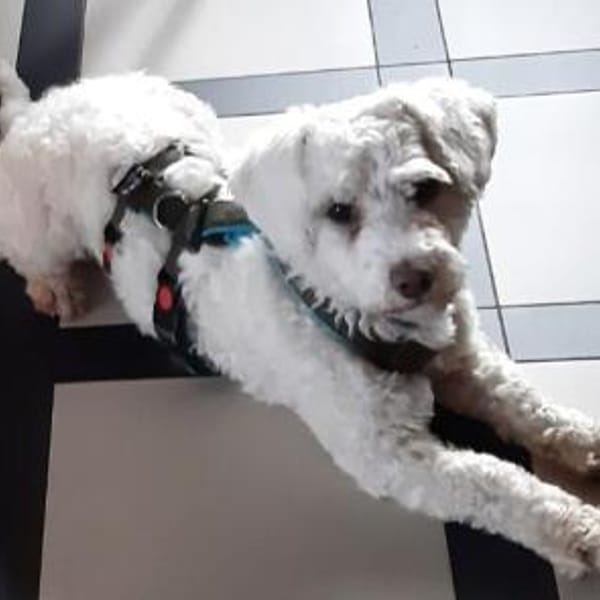 Wolke💕wartet in 34119 Kassel — Mischling