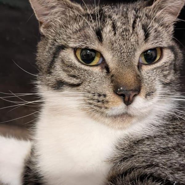 Connor sucht einen Kumpel zum Toben — Europäisch Kurzhaar