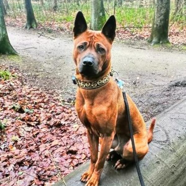 Chili - es bleibt spannend — Thai Ridgeback