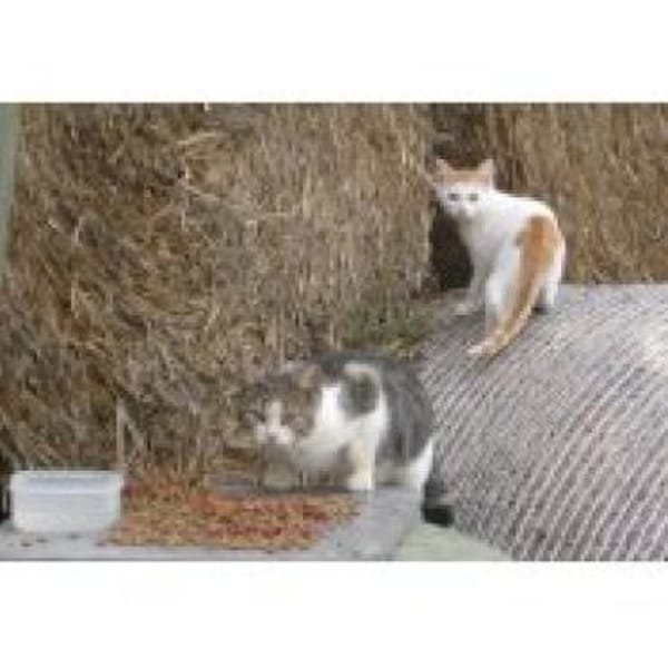 Auswilderungsplätze für scheue Katzen — Europäisch Kurzhaar