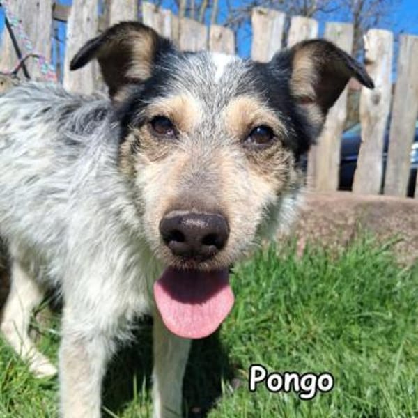 PONGO — Mischling