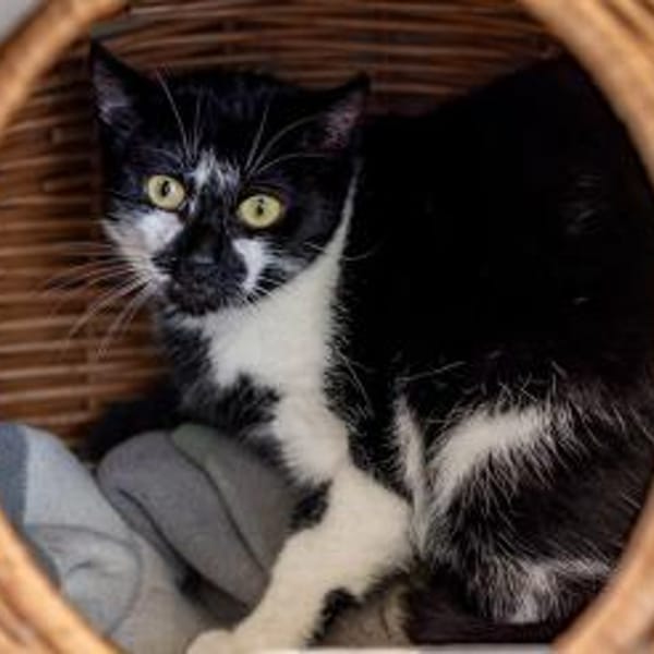 Mehrfach-Mutti  -  Bärbel — Europäisch Kurzhaar