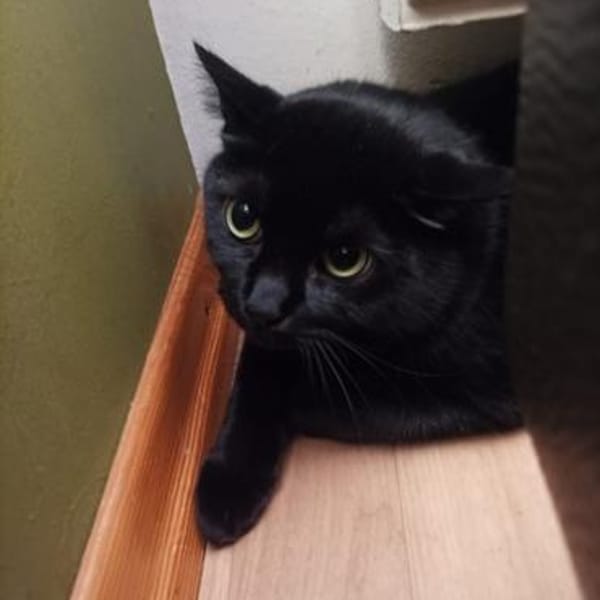 Pelle - der Kater-Eroberer — Europäisch Kurzhaar