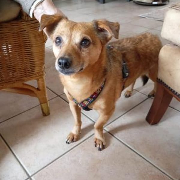 Süßer kleiner Pikku sucht sein Glück — Kleiner Mixrüde