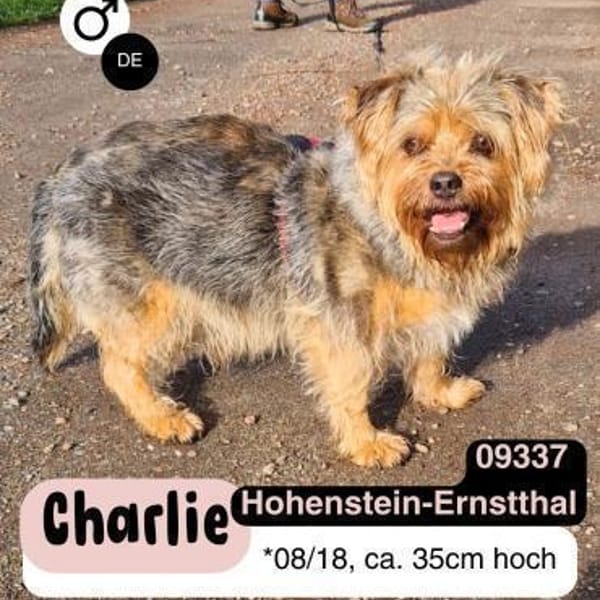 Notfell CHARLIE sucht neues Zuhause — Mischling