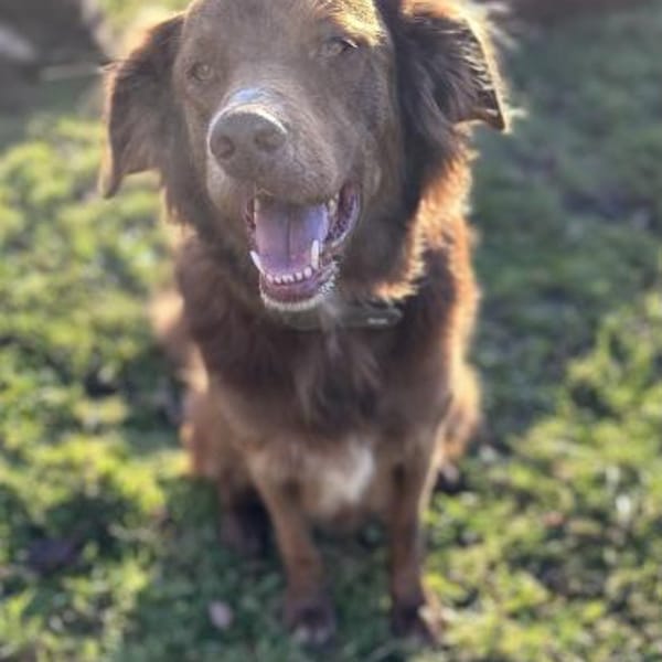 Milow - ich brauche Führung — Border Collie/irish Setter
