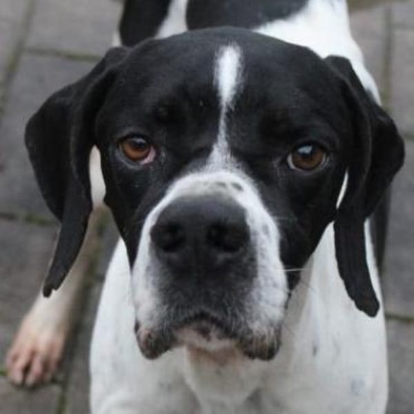 Attila, geb. ca. 08/2024, 67735 Mehlbach — Evtl. Pointer