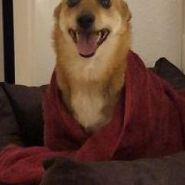 Sheila = Traum-Hundeseniorin — Corgi