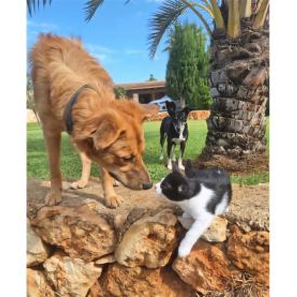 Tayari - wartet in 53332 Bornheim — Shund