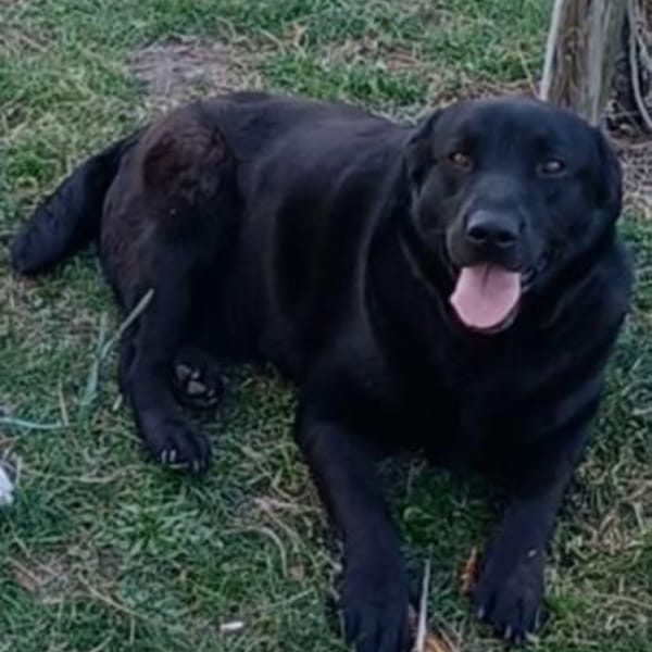 DORIAN 🧡🧡🧡 MÖCHTE IHR HERZ EROBERN — Labrador Retriever