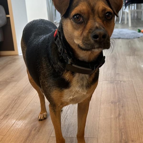 Wunderbare Canela ❤ — Mischling