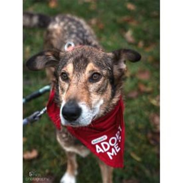 Devis  wartet in 96369 Weißenbrunn — Shund