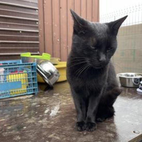 Rony&Fiona- einfach unzertrennlich — Europäisch Kurzhaar