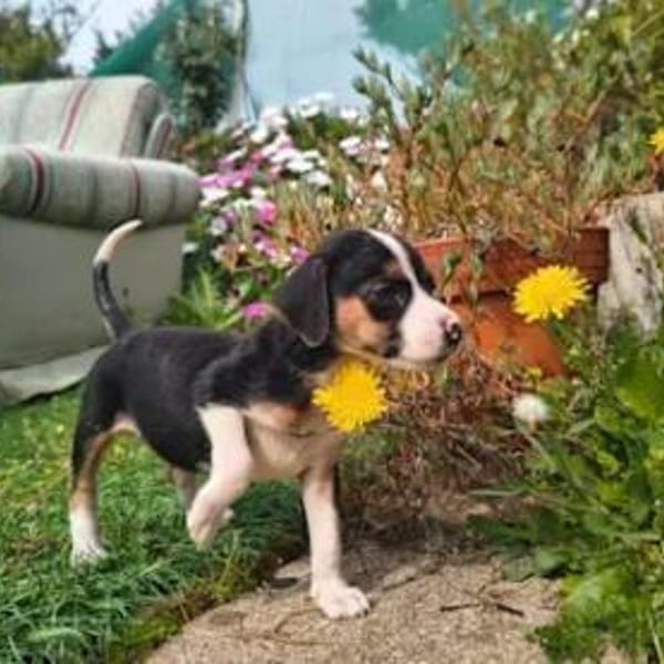 ADELE - ab März auf PS in Hennef — Mischling