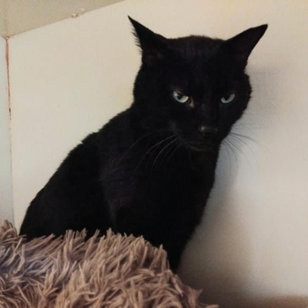 KYRIE PAB28655 — Européen