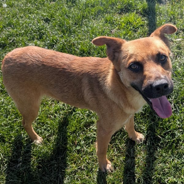 ROSEAU — Croisé / Autre