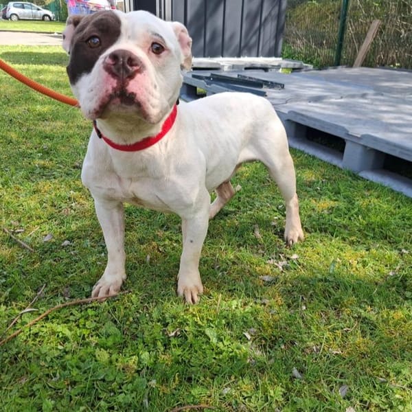 VASCO — American Bully