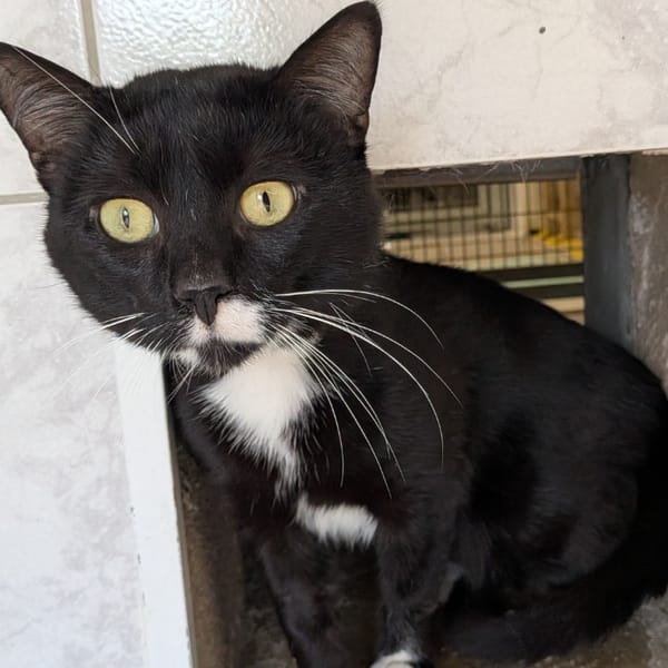 GLOUGLOU — Européen