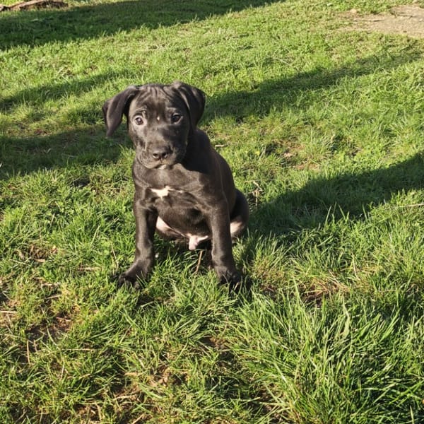 ONYX ex FAELAN PAA24185 — Croisé / Autre