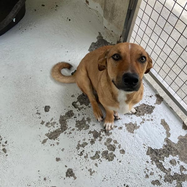 MIMI — Croisé / Autre