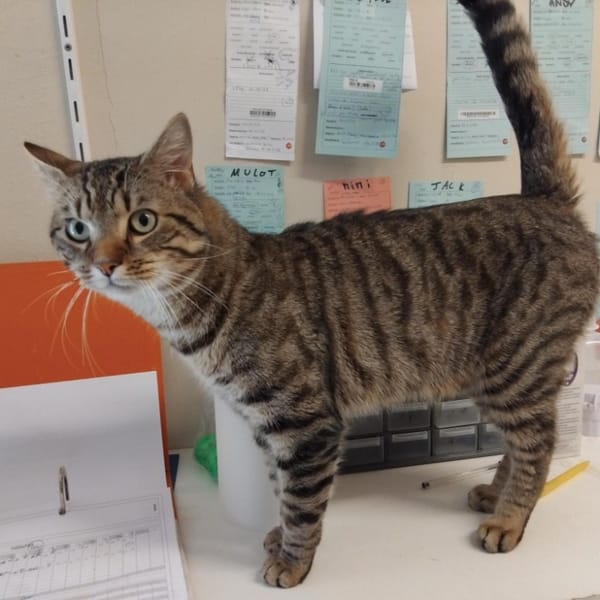 Shakespeare PAB28678 — Européen