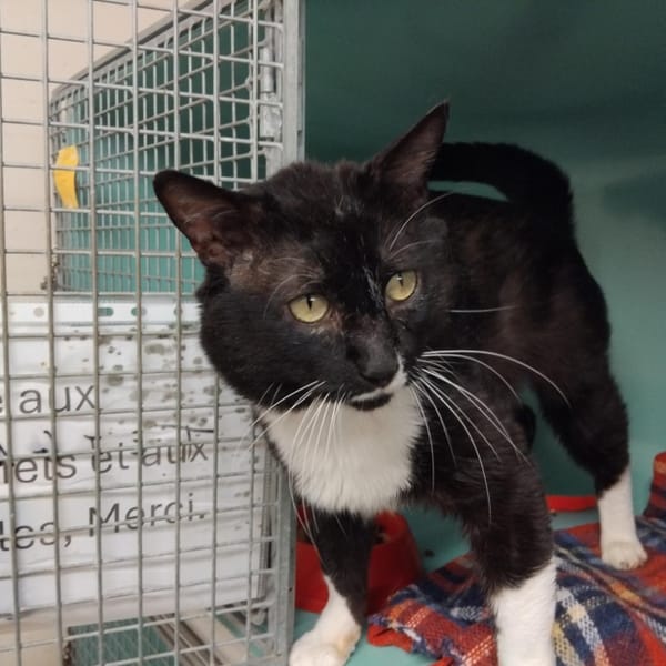 STITCH PAB28645 — Européen